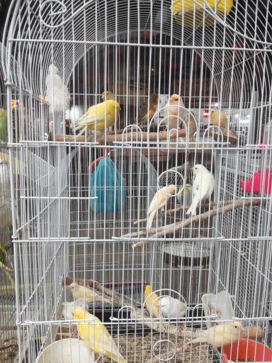 پرنده سرا و پت شاپ توییتی