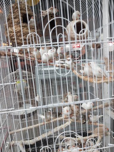 پرنده سرا و پت شاپ توییتی