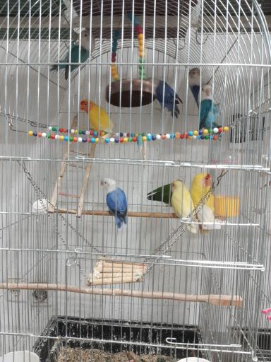 پرنده سرا و پت شاپ توییتی