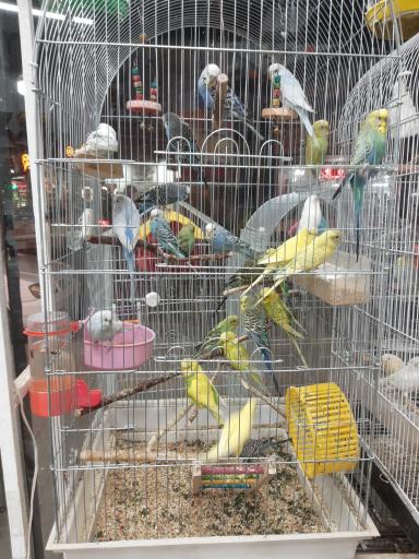 پرنده سرا و پت شاپ توییتی