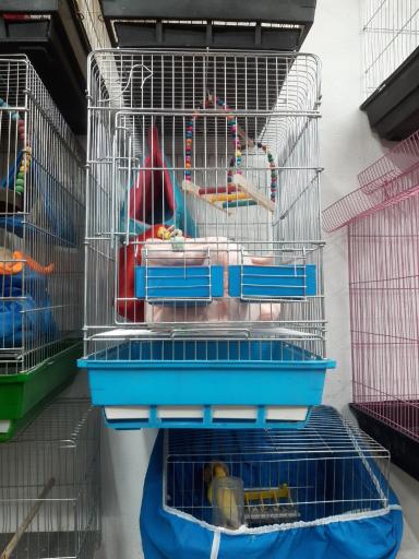 پرنده سرا و پت شاپ توییتی