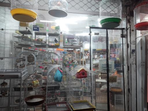 عکس پرنده سرا و پت شاپ توییتی