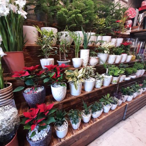 عکس گل کوهسار