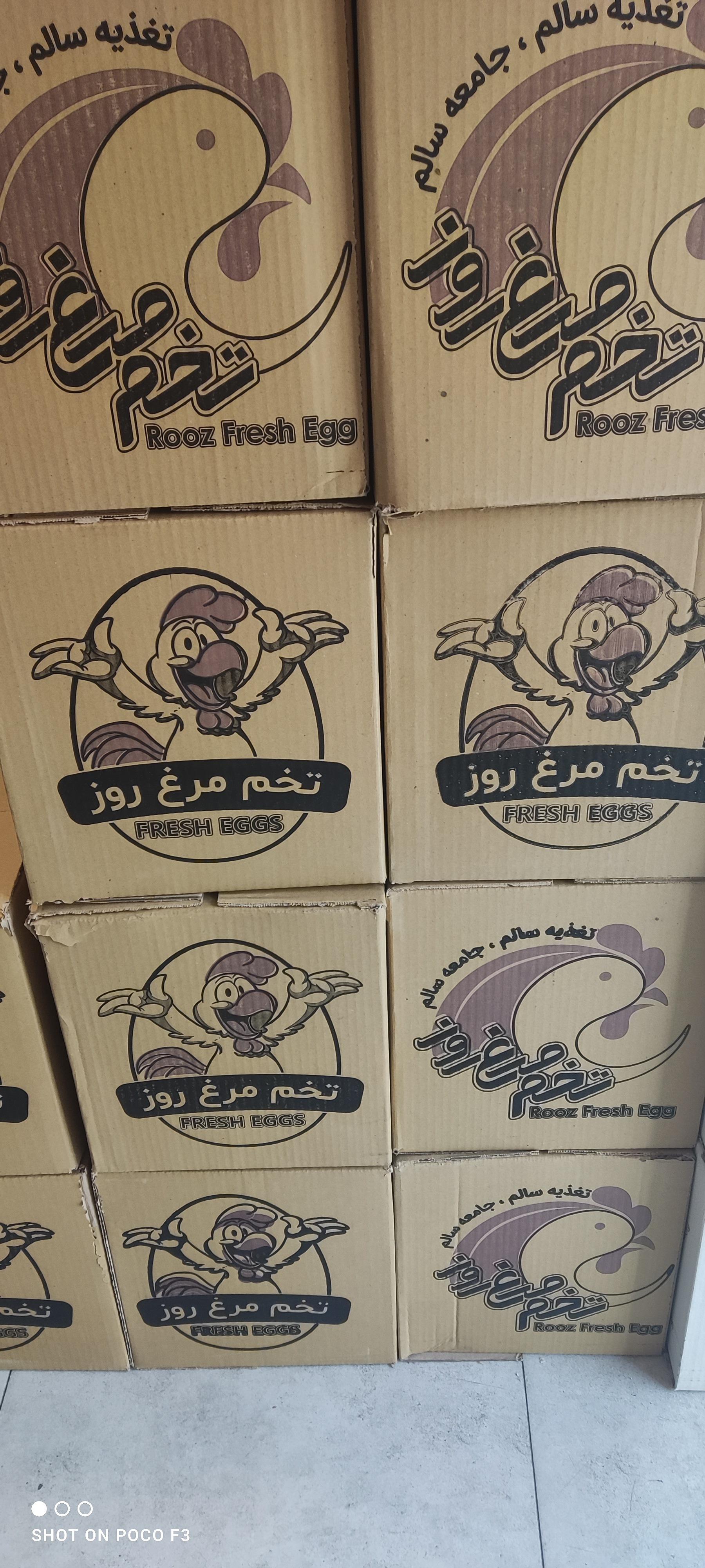 عکس پخش تخم مرغ فرزانه