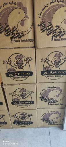 عکس پخش تخم مرغ فرزانه