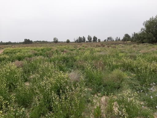 عکس گلمورتی