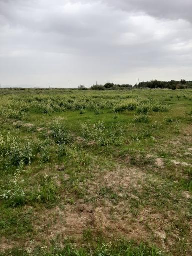 عکس گلمورتی