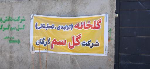 عکس گلخانه شرکت دانش بنیان گل سم