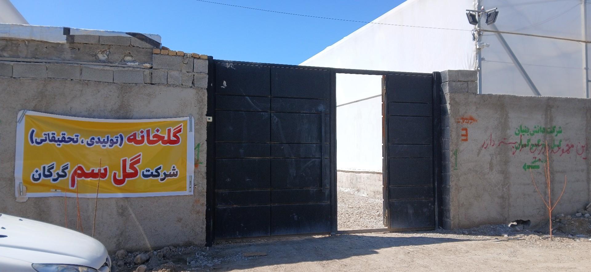 عکس گلخانه شرکت دانش بنیان گل سم