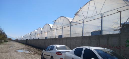 عکس گلخانه شرکت دانش بنیان گل سم
