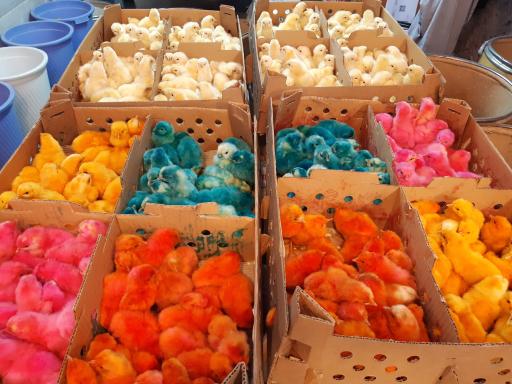 عکس فروشگاه دان پرنده رضوی