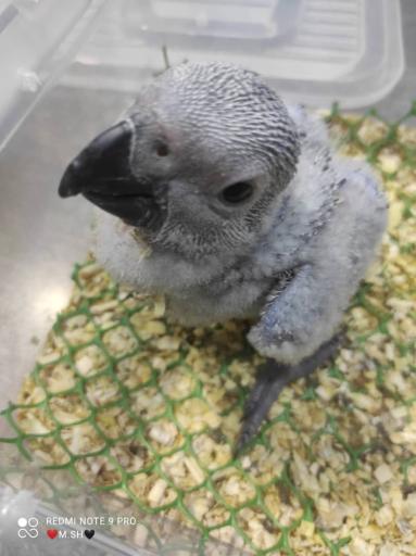 عکس فروشگاه دان پرنده رضوی