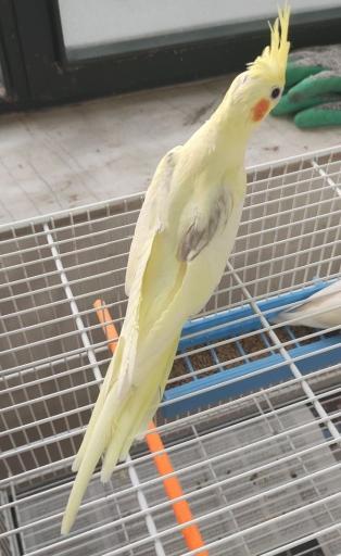 عکس فروشگاه دان پرنده رضوی