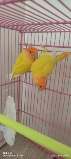 عکس فروشگاه دان پرنده رضوی