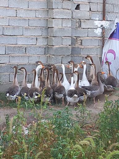 عکس فروشگاه دان پرنده رضوی