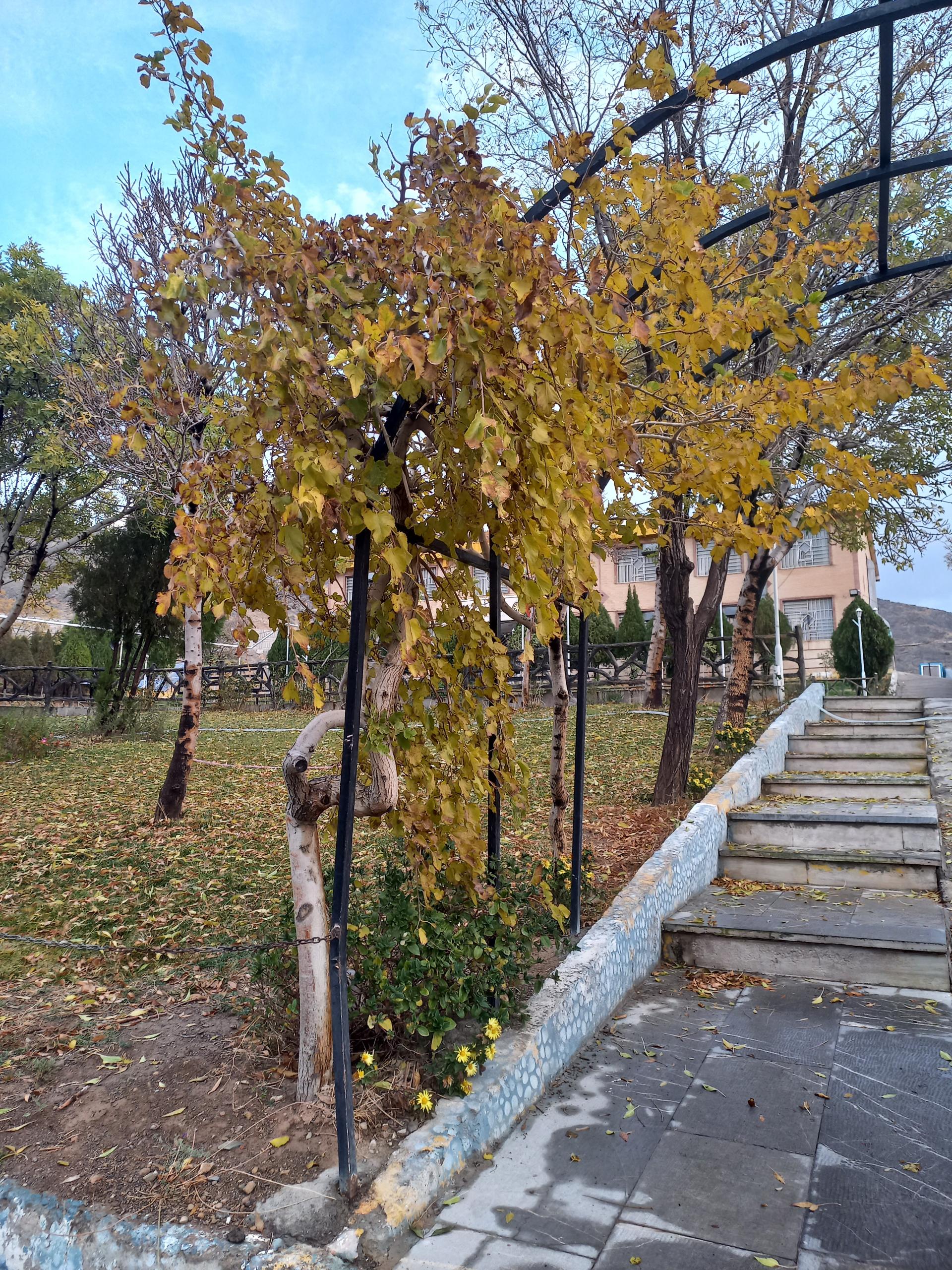 عکس دبیرستان فرزانگان