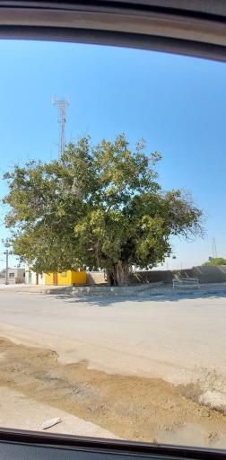 عکس درخت انجیر معابد