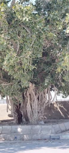 عکس درخت انجیر معابد