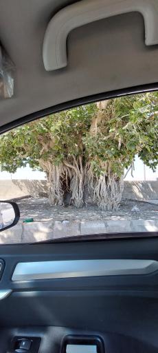 عکس درخت انجیر معابد