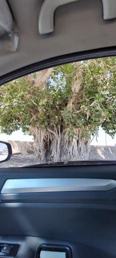 عکس درخت انجیر معابد