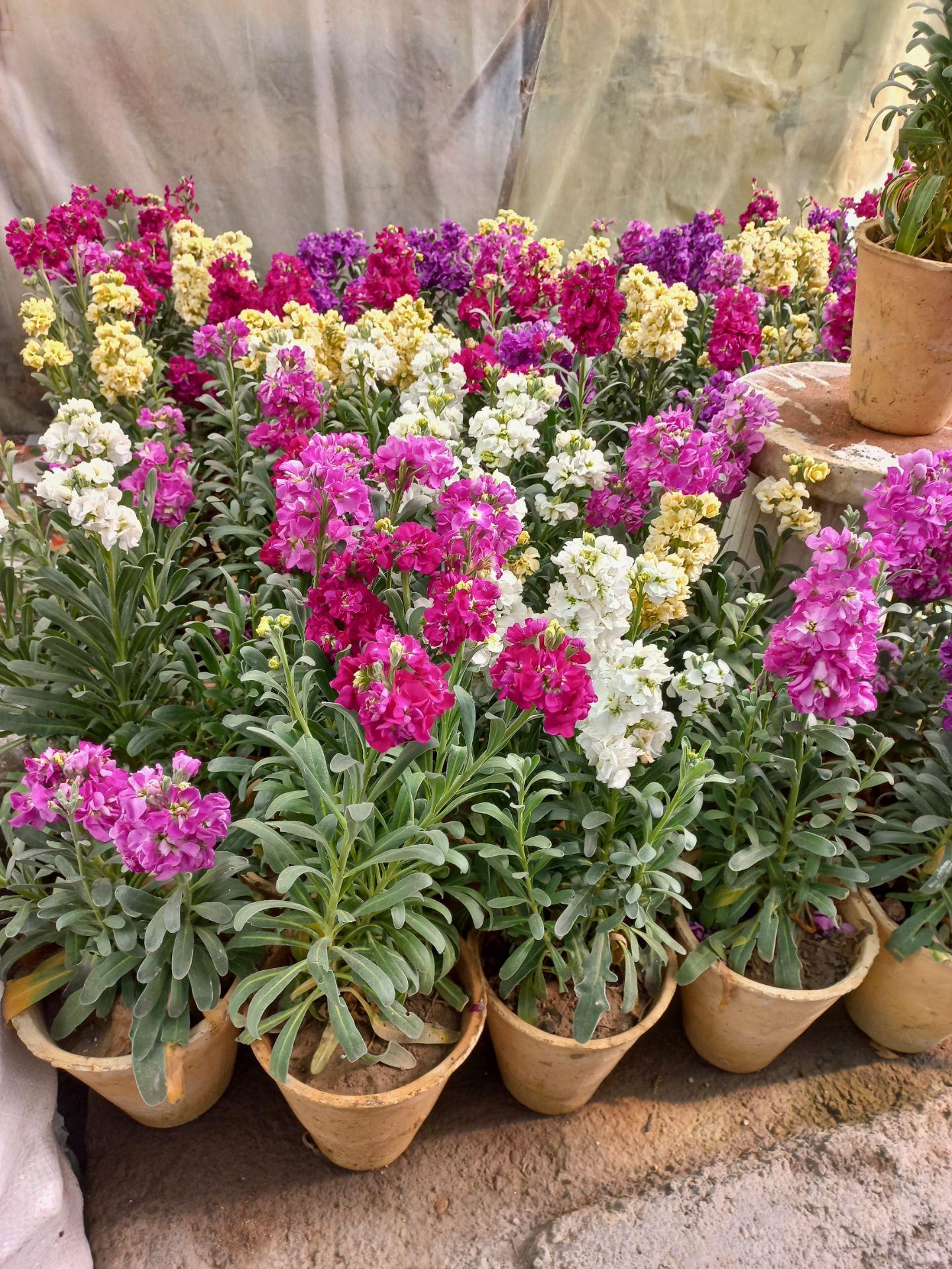 عکس گلخانه امامی