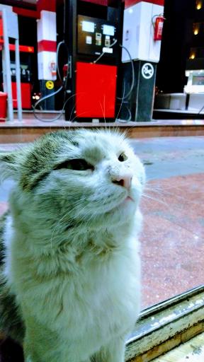 عکس پمپ بنزین ذوالفقاری