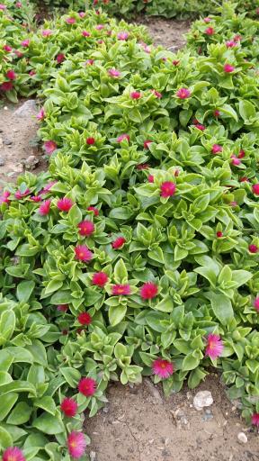 عکس گلسرای پردیسان