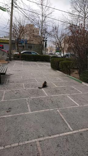 عکس بوستان پونک