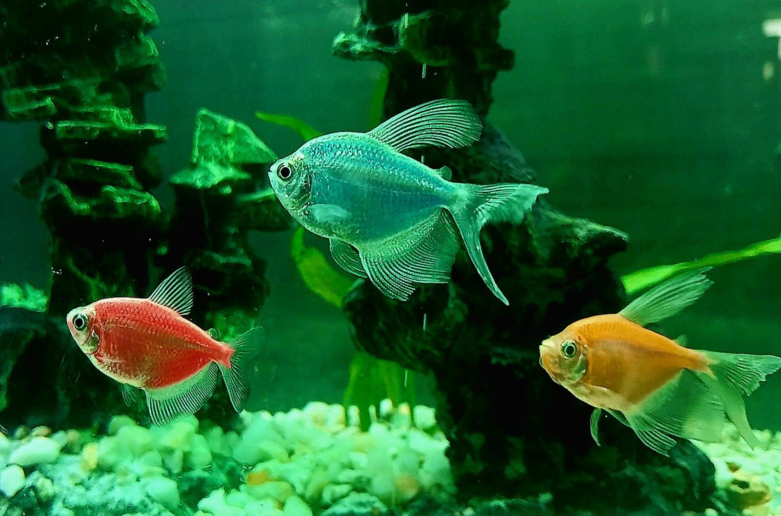 عکس آکواریوم نمو