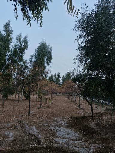 عکس بوستان امام علی
