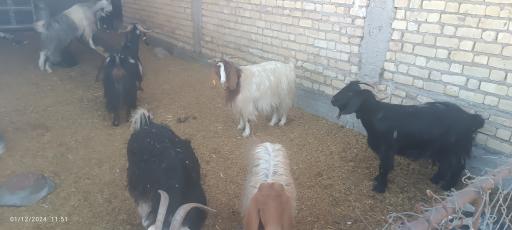 عکس مجتمع اصلاح دام فدایی نیا