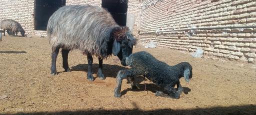 عکس مجتمع اصلاح دام فدایی نیا