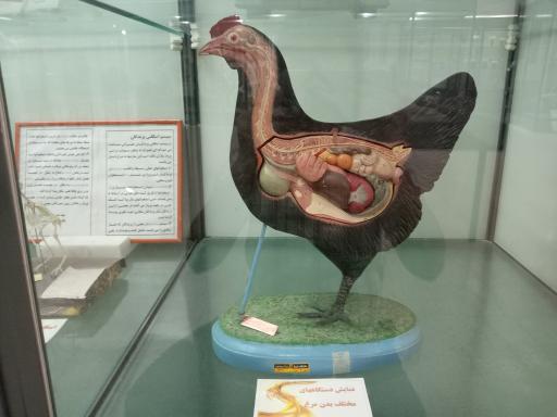 عکس موزه تاریخ طبیعی و تکنولوژی