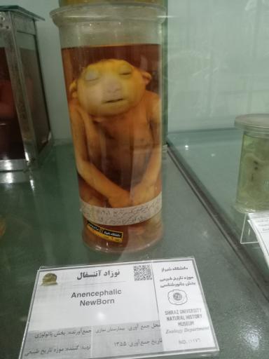 عکس موزه تاریخ طبیعی و تکنولوژی