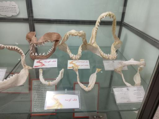 عکس موزه تاریخ طبیعی و تکنولوژی