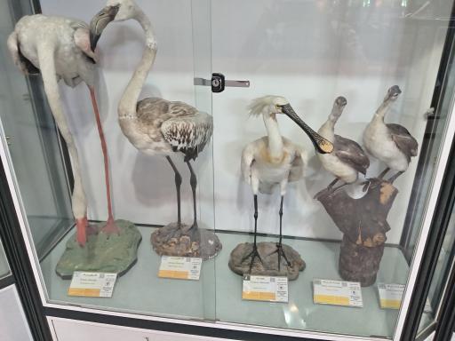 عکس موزه تاریخ طبیعی و تکنولوژی