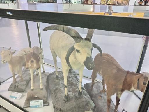 عکس موزه تاریخ طبیعی و تکنولوژی