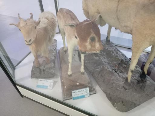 عکس موزه تاریخ طبیعی و تکنولوژی