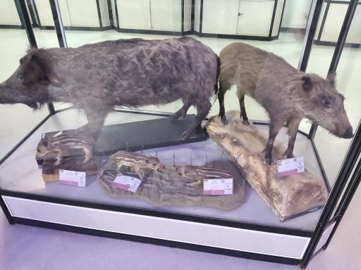 عکس موزه تاریخ طبیعی و تکنولوژی