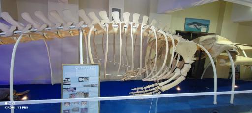 عکس موزه تاریخ طبیعی و تکنولوژی