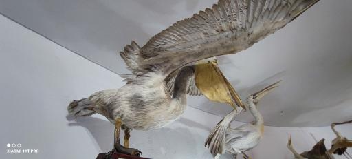 عکس موزه تاریخ طبیعی و تکنولوژی