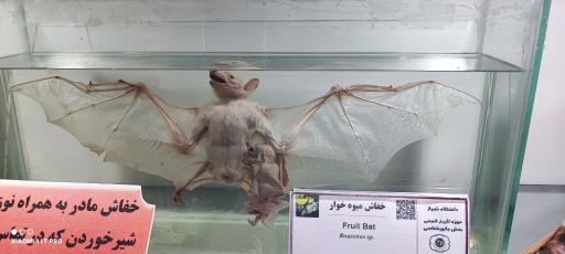 عکس موزه تاریخ طبیعی و تکنولوژی