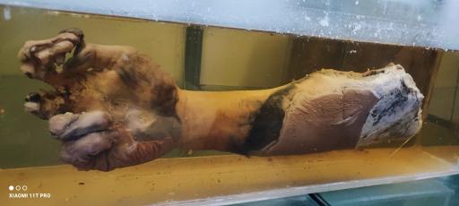 عکس موزه تاریخ طبیعی و تکنولوژی