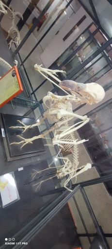 عکس موزه تاریخ طبیعی و تکنولوژی