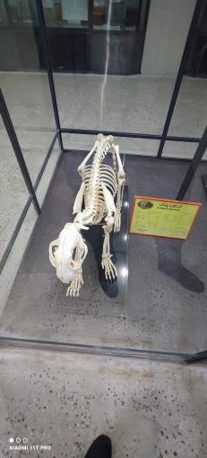 عکس موزه تاریخ طبیعی و تکنولوژی