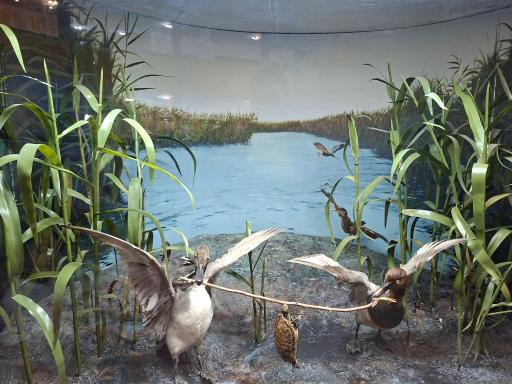 عکس موزه تاریخ طبیعی و تکنولوژی