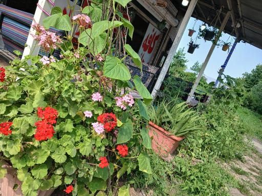 عکس کبابی علی فری
