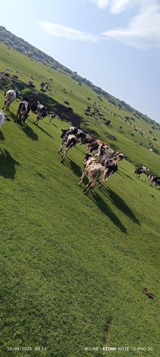 عکس دگرماندرق