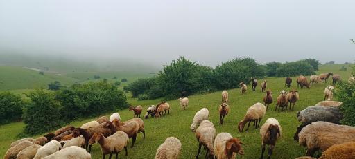 عکس دگرماندرق