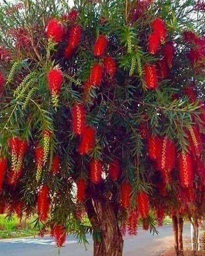 عکس گلخانه طبیعت